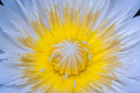 荷花睡莲花白黄花园里自然美丽的花朵图片