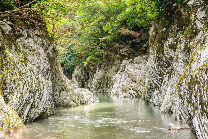 河峡谷玉簪图片