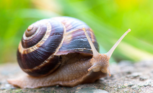 长棕褐色大蜗牛圆壳有条纹长角爬背景图片