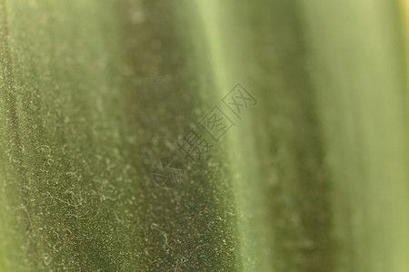 植物叶子纹理绿色图片