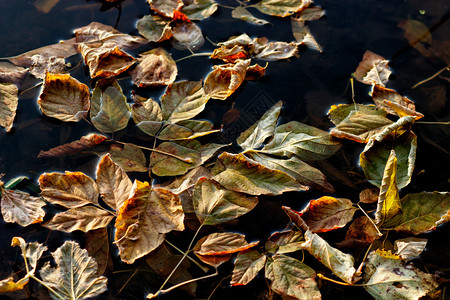 秋天的自然背景与多图片