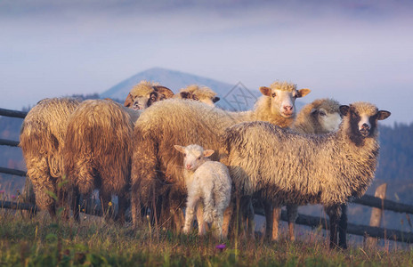 在喀尔巴阡山脉草地上放牧的羊群图片