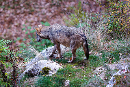 意大利狼疮典型的森林和意大利森林中的典型狼在这张照片中图片