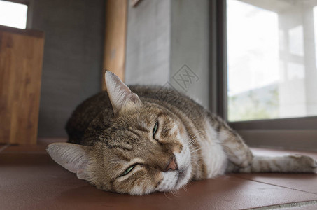 家里的肥猫图片