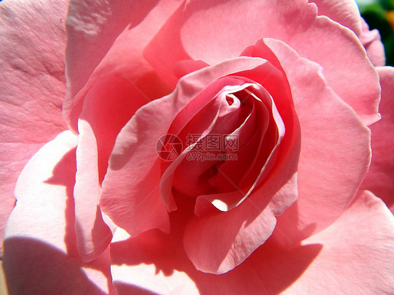 玫瑰花玫瑰eglantine狗玫瑰图片