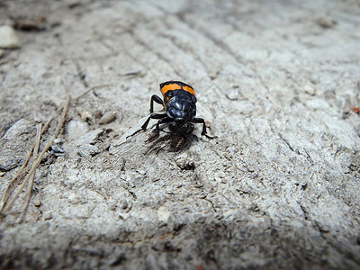 埋葬甲虫腐肉甲虫图片