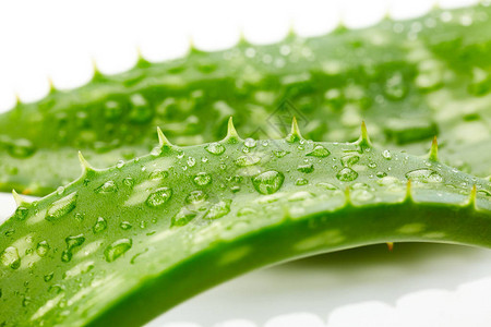 Aloevera叶子水滴紧贴图片