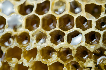 蜂蜜在蜂巢或蜂巢质地上图片