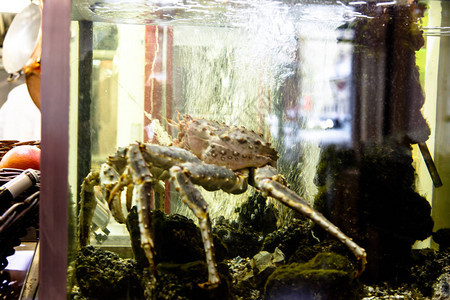 活蟹王正坐在餐厅的水族馆里为一家鱼餐馆画了美丽的图片