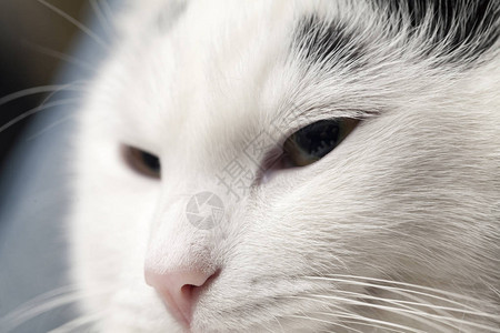 白猫的肖像特写图片
