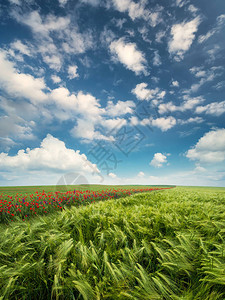 在山谷中开满鲜花的田野自然夏季景观图片