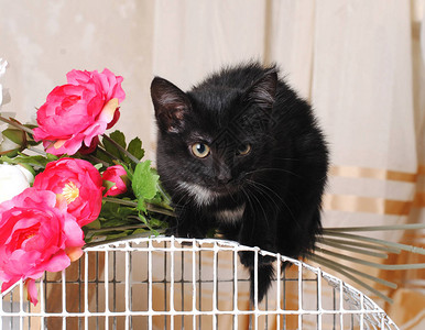 黑猫坐在鸟笼上手里拿着一束鲜花图片