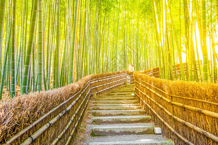 日本京都岚山竹林图片