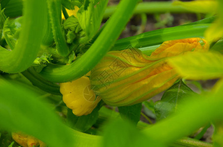 南瓜花星形食用黄橙色花顶视图图片