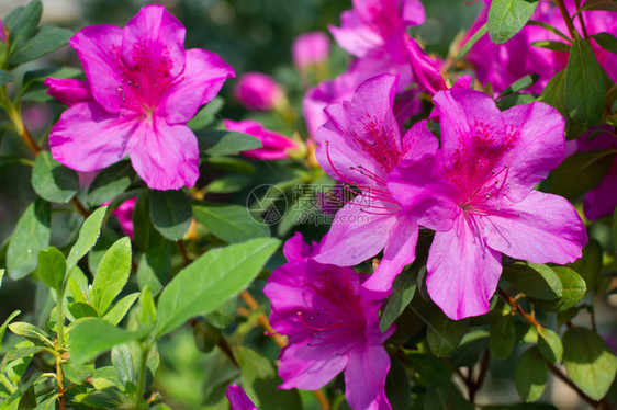 明亮的粉红色杜鹃花的特写镜头图片