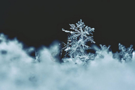 雪花真正的雪水晶宏观照片美丽的冬天背景季节自然图片