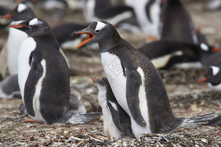 GentooPento企鹅与小鸡Pygoscelispapua在福克兰群岛的Bleaker岛背景图片