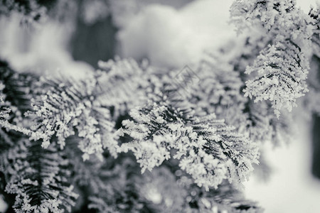 有白霜的冷杉树枝图片
