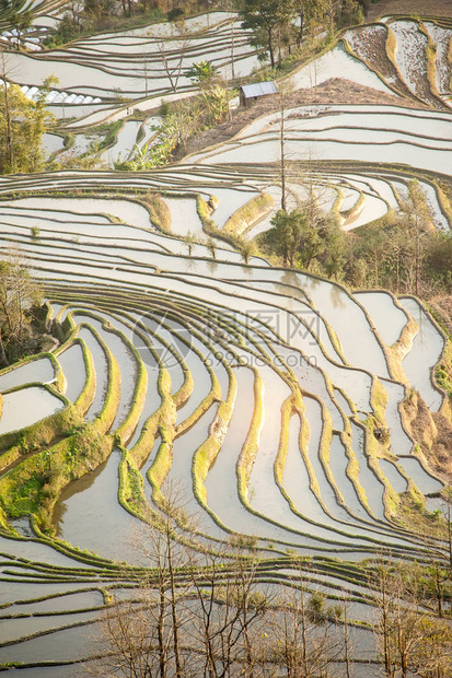 云南元阳水稻梯田图片