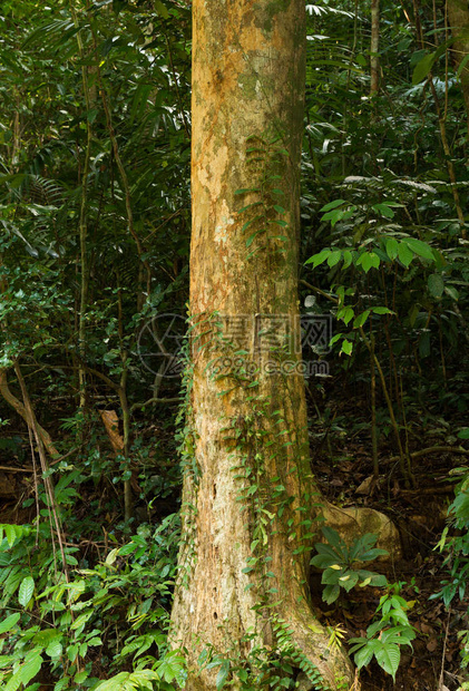 在泰国普吉林生产香水的Themelaeaceae树图片