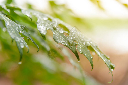 背景有雨滴的绿叶图片