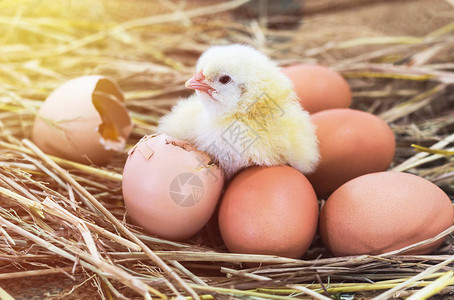 早上的草窝里有破蛋壳的复活节小鸡背景图片