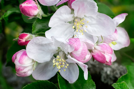 在苹果树的枝子上在玫瑰花丛附近图片