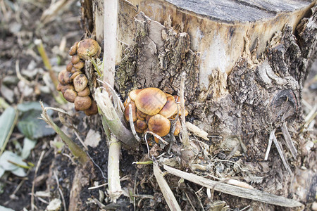 树桩上的蘑菇蘑菇组图片