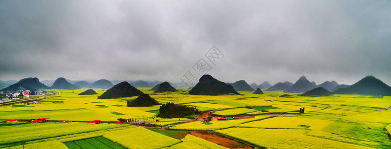 Canola田地Luoping带烟雾的图片