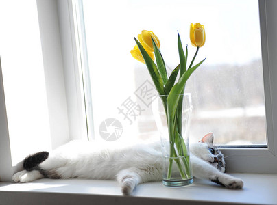 白毛小猫和花束朵图片