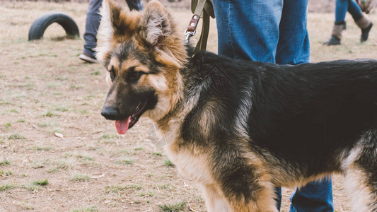 在大自然中训练德国牧羊犬狗训练图片