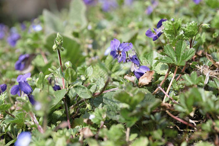 美丽的开花植物Violaodorata图片