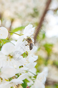 蜜蜂的特写视图在白色开花的樱桃树枝上收集花蜜和花粉图片