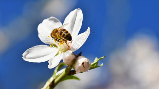 春天背景美丽的盛开的蜜蜂树大图片