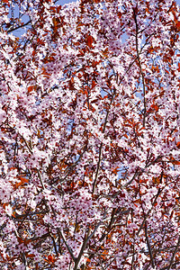 开花的梅花枝有粉红色的花朵背景图片