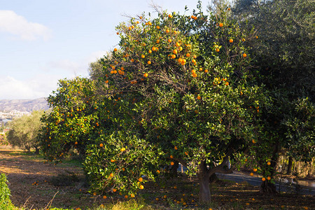 橙树种植园橘子树的果实科橙树图片