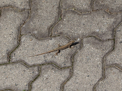 在人行道上爬行动物的蜥蜴Lacer背景图片