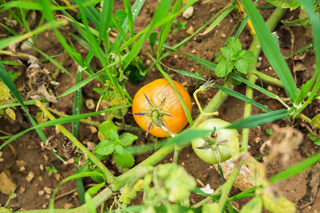 种西红柿菜园里的未成熟西红柿图片