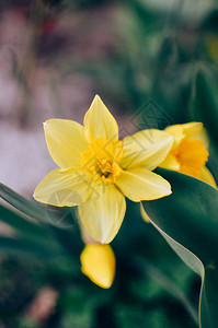 黄面水仙自恋花在春光中盛图片