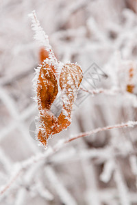 吉林雾凇冬叶覆盖着雪和霜特写背景