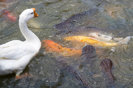 鸭子和鱼在游泳图片