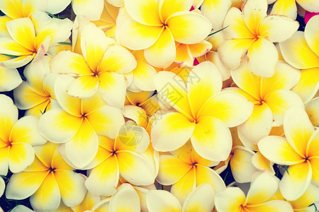 素馨花热带花卉背景图片