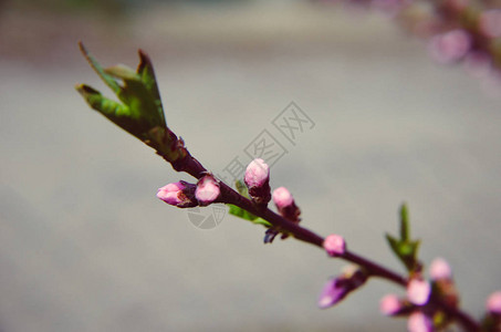 春天桃花开粉红花图片