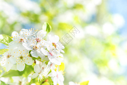 花朵上的白花在鲜花樱树上图片