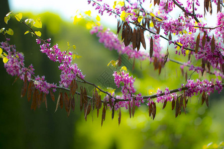 粉红色的花朵闪发亮与明亮蓝背景图片