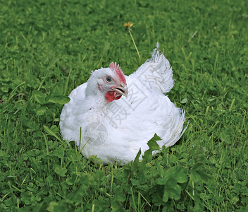 肉鸡在绿色草坪上行走背景图片
