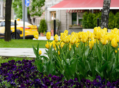 黄郁金香在雨后春日与街上咖啡馆和汽车相伴的图片