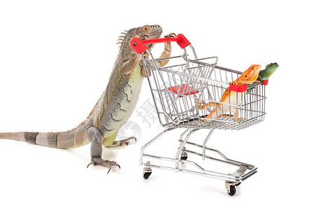Iguana带购物车的Iguana与图片