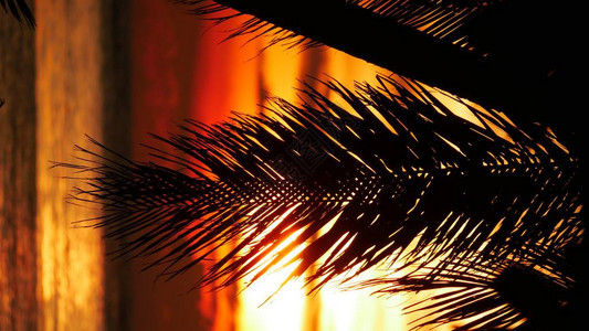 在火热的日落的美丽背景下垂悬的一枝椰子叶图片