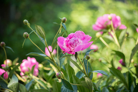花园里美丽的粉红色牡丹图片